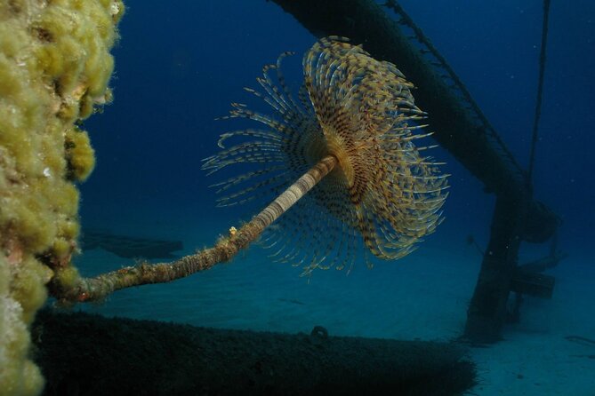 Adventure Dives for Certified Divers in Nea Makri, Athens - The Schinias Beach stop: what to expect before you go below