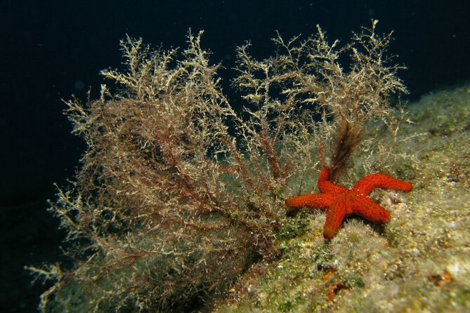 Adventure Dives for Certified Divers in Nea Makri, Athens - Timing and comfort: choosing your length and the 1.5-hour break