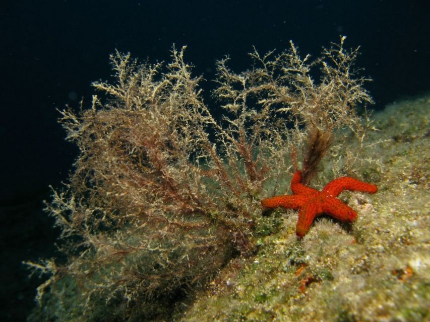 Athens: Adventure Dives in Nea Makri for Certified Divers - Logistics That Matter: Getting There Without Stress