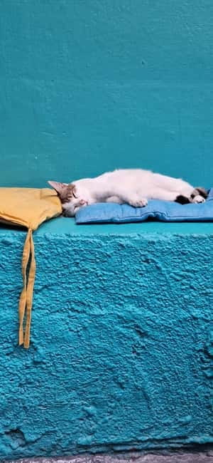 Athens: Cat Cafe Visit with Drink and Sweet - Key things I’d clock before you go