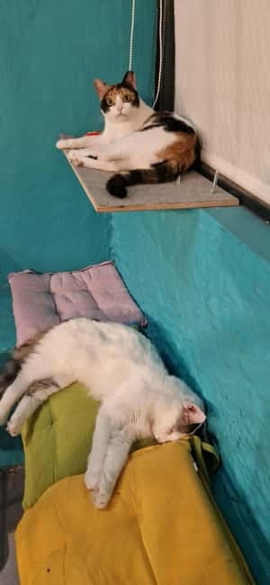 Athens: Cat Cafe Visit with Drink and Sweet - A 90-Minute Cat Break in Central Athens
