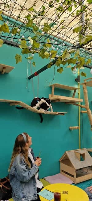 Athens: Cat Cafe Visit with Drink and Sweet - Entering the Room: How to Set Yourself Up for Calm Cat Time