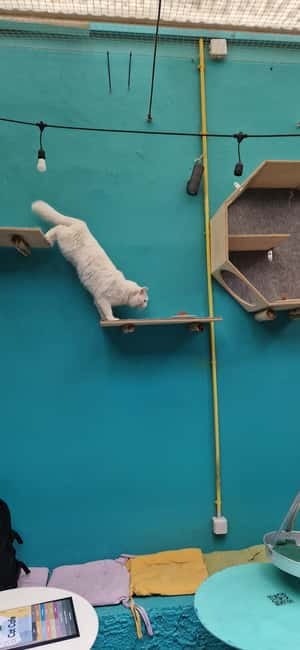 Athens: Cat Cafe Visit with Drink and Sweet - The Cats, the Rules, and Why They Matter