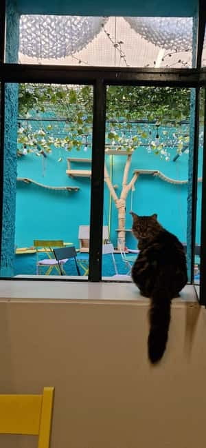 Athens: Cat Cafe Visit with Drink and Sweet - Drinks and Sweets: Choosing What Fits Your Mood