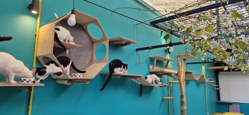 Athens: Cat Cafe Visit with Drink and Sweet - The Mission: Adoption Support and Cat Education