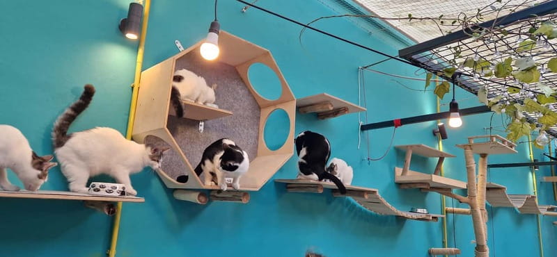 Athens: Cat Cafe Visit with Drink and Sweet - Outdoor Space and Small-Group Comfort