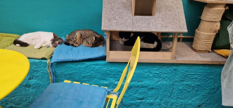 Athens: Cat Cafe Visit with Drink and Sweet - Who Should Book Cat Café Athens