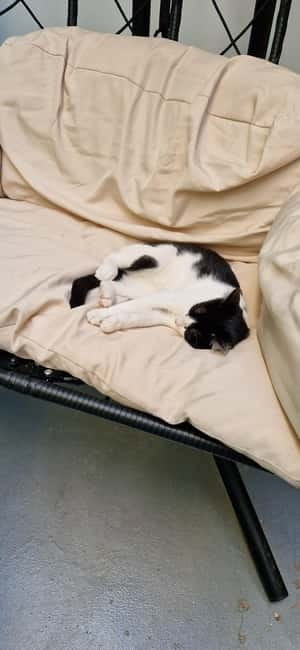 Athens: Cat Cafe Visit with Drink and Sweet - What’s Actually Included in Your Cat Café Visit