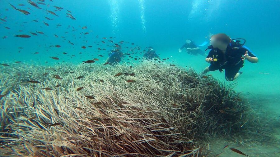 Athens East Coast: Discover Scuba Diving in Nea Makri - Timing, languages, and the pace of a 3-hour session