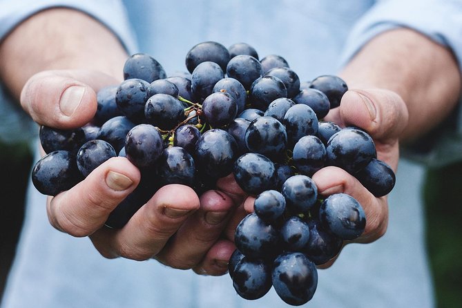 Athens Private Wine Tasting Tour - Dionysian Grapes - The Wine Tasting Lesson: Multiple Greek Styles, One Guided Method