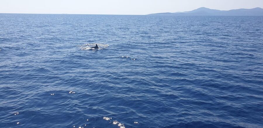 Athens: Riviera Catamaran Tour with Fresh Meal and Drinks - Hydrousa: anchor near an uninhabited island and choose your own adventure