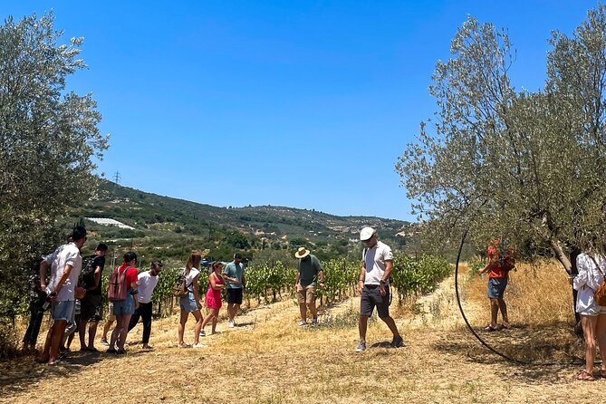 Athens to Nemea Wine Experience Tour - Group setup, pacing, and what to expect on the day
