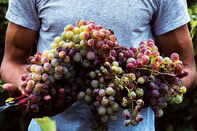 Athens Wine Tour - An Outstanding Full Day Experience For Dedicated Winelovers - The wine lineup: Savatiano, Malagouzia, Assyrtiko, and friends