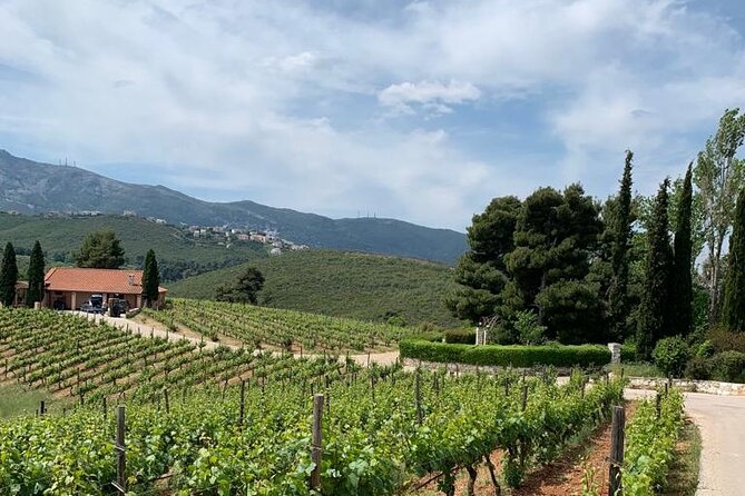 Athens Wine Tour - An Outstanding Full Day Experience For Dedicated Winelovers - The second winery and lunch: More varietals plus a lighter meal rhythm