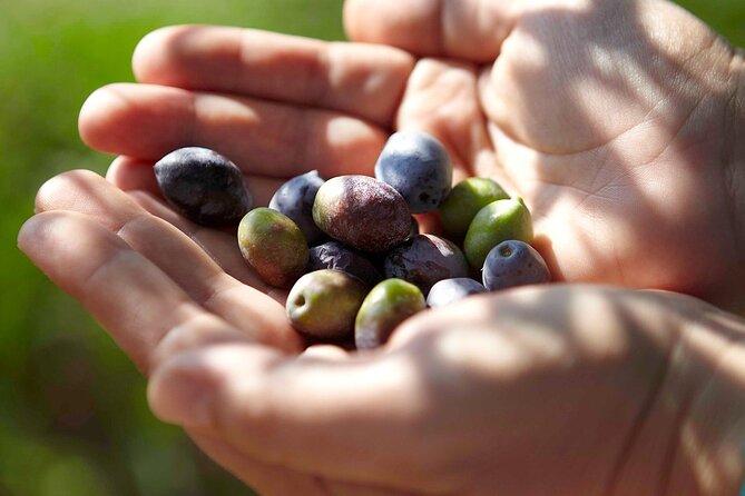 Bio Farm Private Olive Oil Tasting, Farm to Fork Meal & Temple of Poseidon Tour - Price and Value: Why $414.55 Makes Sense for the Right Group