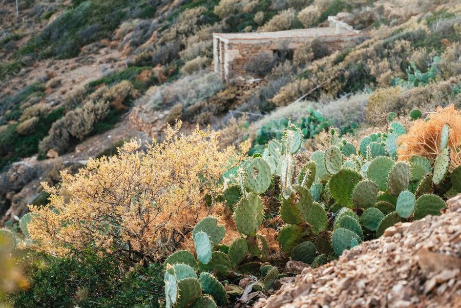 Cape Sounion & Temple of Poseidon: Small Group Tour - Entering the Temple of Poseidon: guided context plus time to wander