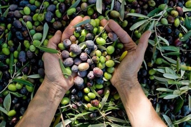 Corinth & Olive Oil Tasting Private Tour from Athens - Who This Tour Fits Best