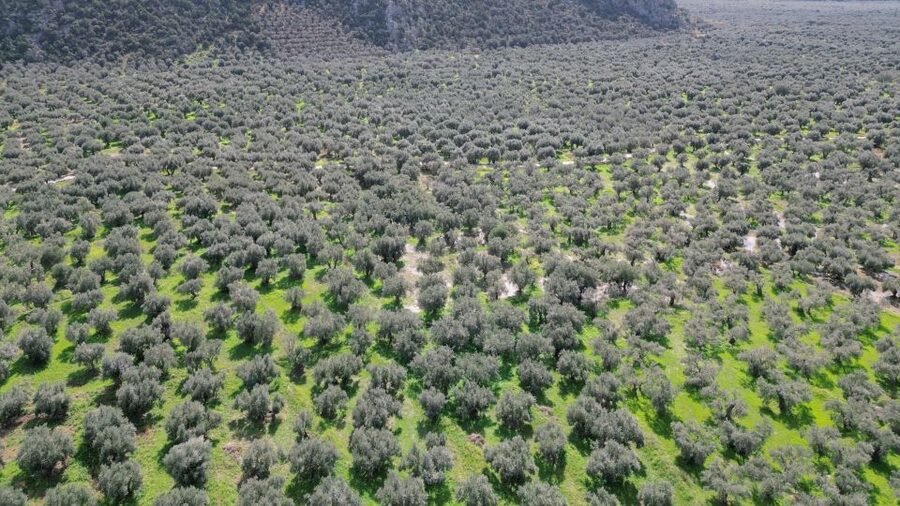 Delphi: Easy Hike on Ancient Path through the Olive Groves - What to bring (and what matters most on this route)