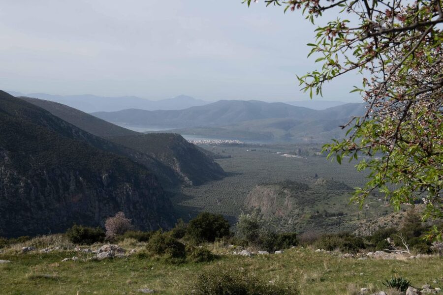 Delphi: Easy Hike on Ancient Path through the Olive Groves - Should you book it or skip it?