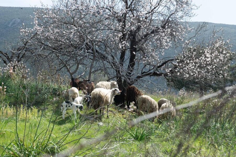 Delphi: Easy Hike on Ancient Path through the Olive Groves - FAQ