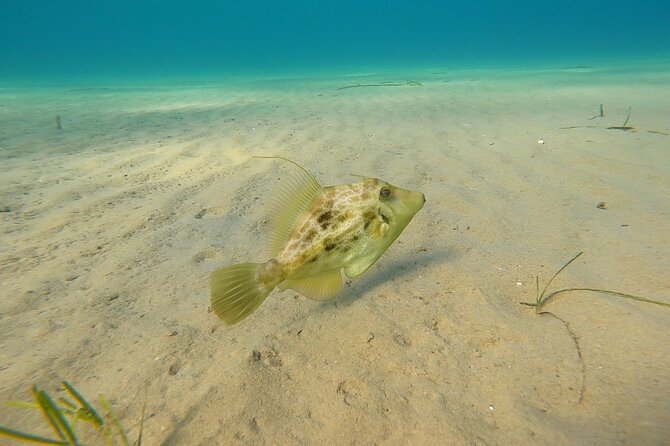 Discover Small Group Scuba Diving Experience in Nea Makri, Athens - Price and Value: Why About $108 Can Be Fair