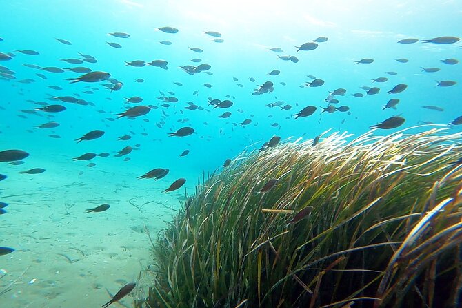 Discover Small Group Scuba Diving Experience in Nea Makri, Athens - Should You Book This Nea Makri First-Scuba Experience?