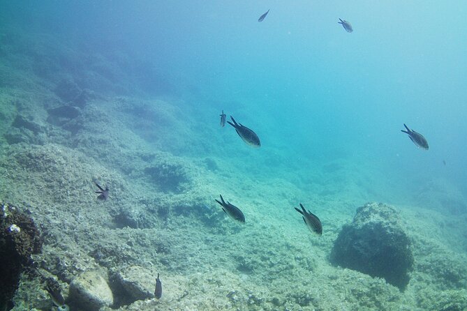 Double Shore Dive (certified divers) - Key highlights worth planning around