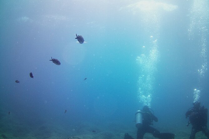 Double Shore Dive (certified divers) - Site choices near Athens: Vouliagmeni, Katafygi, Legrena, Porto Ennia