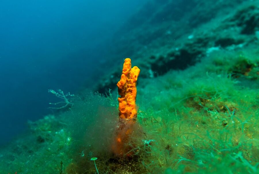 From Athens: Scuba Diving at the Blue Hole - Safety briefing, DAN insurance, and the certification check