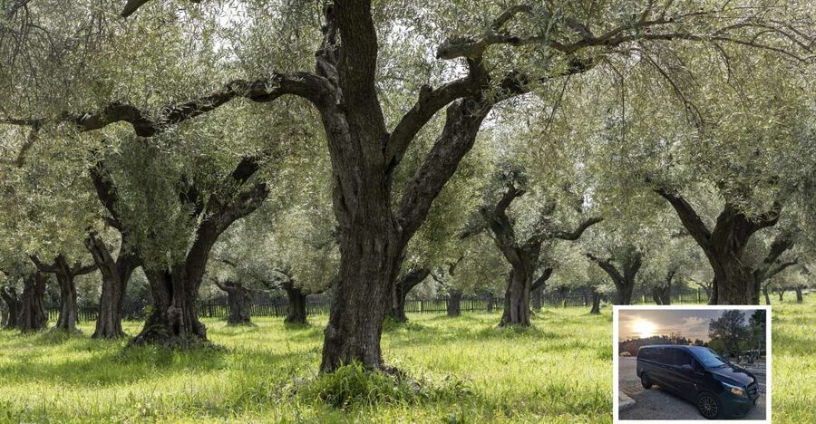 From Athens: Wine, Oil, & Cheese Tasting in Nemea & Argolis - Key highlights that make this tour worth your time