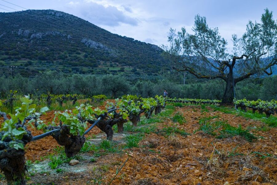 From Athens: Wine, Oil, & Cheese Tasting in Nemea & Argolis - Nemea vineyard walk and winery tasting: the wine region you’ll remember