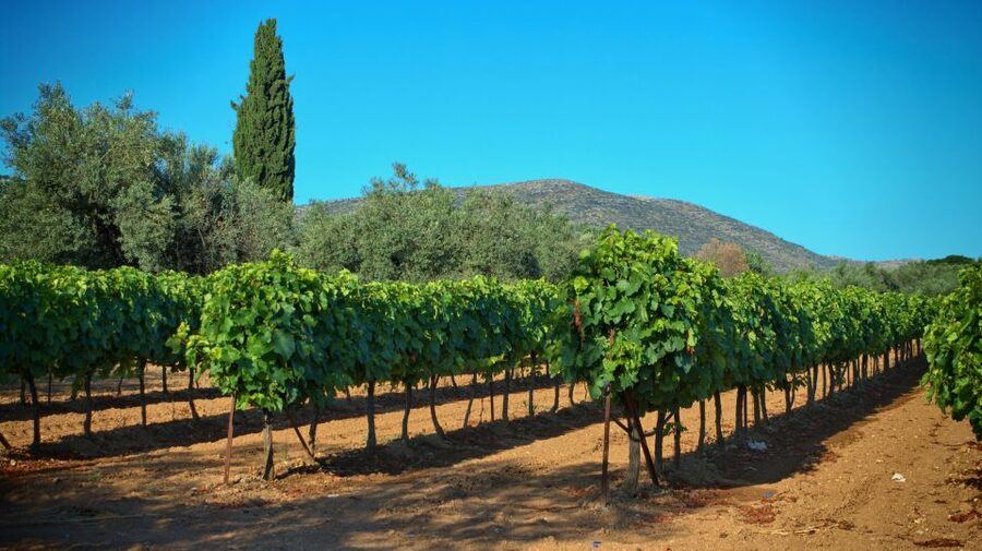 From Athens: Wine, Oil, & Cheese Tasting in Nemea & Argolis - Price and value: what the 483 USD per group really buys