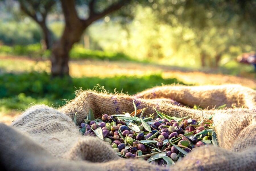 From Athens: Wine, Oil, & Cheese Tasting in Nemea & Argolis - Ancient Epidaurus start: cheese making with real Peloponnese character