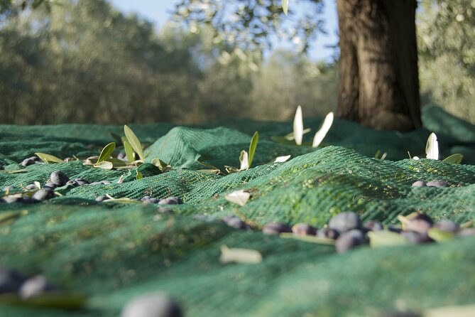 Full-Day Private Tour Corinth and Olive Oil Tasting from Athens - Small Tips That Make a Big Difference