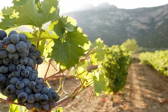 Greece Wine Roads: Athens, Nemea and Santorini - Nemea winery time: Moschofilero-Mantinia and Agiorgitiko in focus
