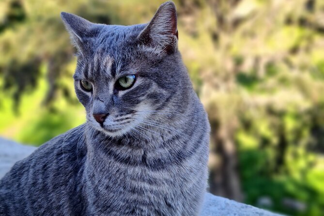 Meet the Cats of Acropolis and Thissio Private Tour - Key things to know before you go