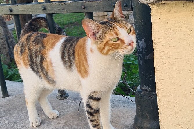 Meet the Cats of Acropolis and Thissio Private Tour - Thissio’s greener feel: walking paths under the rock