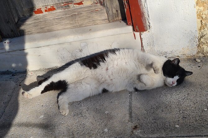 Meet the Cats of Acropolis and Thissio Private Tour - Plaka narrows and traditional houses: where cats turn the streets charming