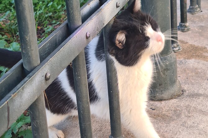 Meet the Cats of Acropolis and Thissio Private Tour - Why Giorgos matters: cat handling and crowd-smart guidance