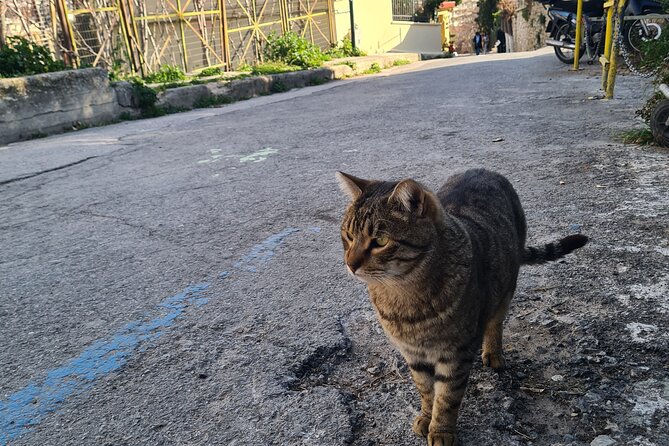 Meet the Cats of Acropolis and Thissio Private Tour - Price and logistics: is $83.08 per person worth it?