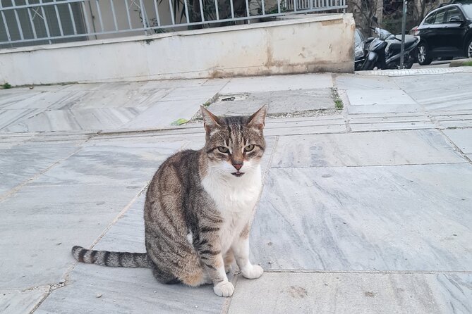 Meet the Cats of Acropolis and Thissio Private Tour - Timing and comfort: hot Athens affects your cat-hunting stamina