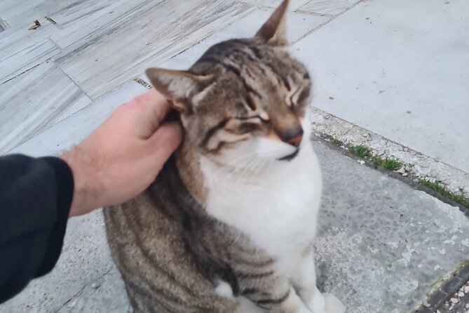 Meet the Cats of Acropolis and Thissio Private Tour - Who this Athens cat tour suits best