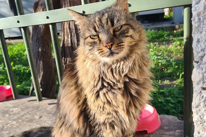 Meet the Cats of Acropolis and Thissio Private Tour - Acropolis cats: the classic views, plus the city’s real “neighbors”