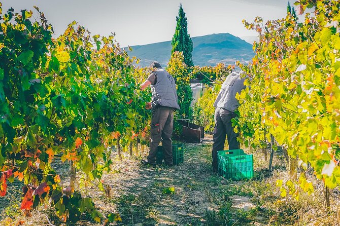 Nemea wine roads, The most famous wine tour in Greece - Nemea wineries: microclimate, terroir, and Agiorgitiko comparisons