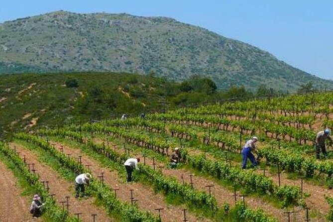 Nemea wine roads, The most famous wine tour in Greece - Timing: how this 6-hour day stays (mostly) on track