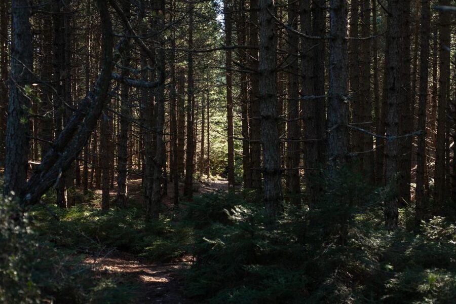 Parnitha (Parnis) / Skipiza & Mola loop - Hike near Athens - The Chris-led loop: Mpafi to Skipiza to Mola and back