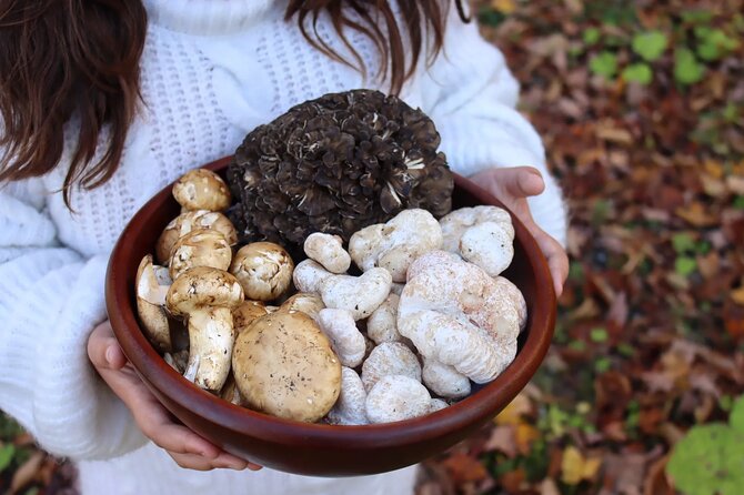 Private Daytrip for Truffle Mushroom Foraging and Wine Tasting - Key highlights at a glance