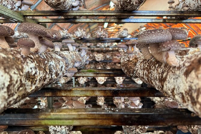 Private Daytrip for Truffle Mushroom Foraging and Wine Tasting - Price and Value: What $430.52 Buys You in Real Terms