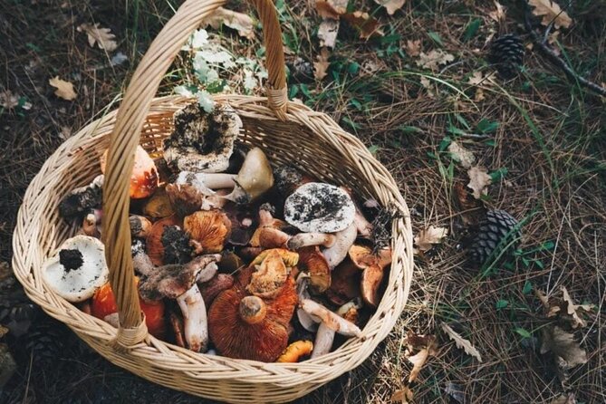 Private Daytrip for Truffle Mushroom Foraging and Wine Tasting - Morning Pickup in Athens and the Right Mindset for an 8–9 Hour Day