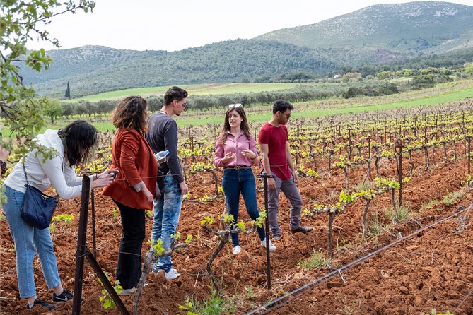Private Tour and Tasting at Zeginis Winery - Meeting Point and the Short Ramnous Drive in Your Own Car
